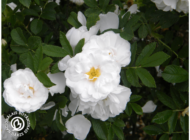 Rosa rugosa   'Sniedze'
